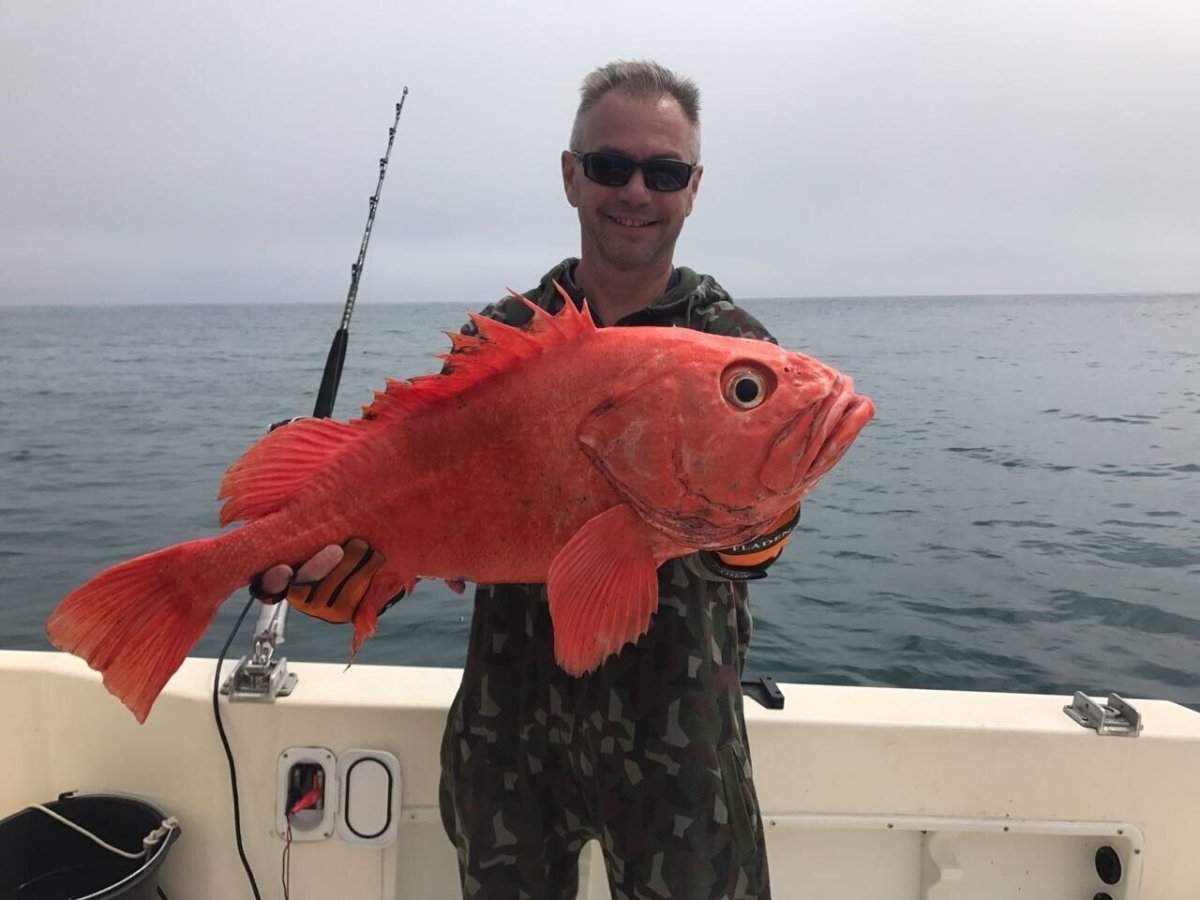 Окунь морской клювач