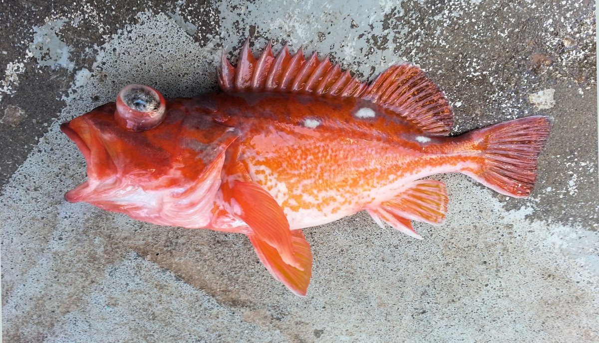 Vermillion Rockfish