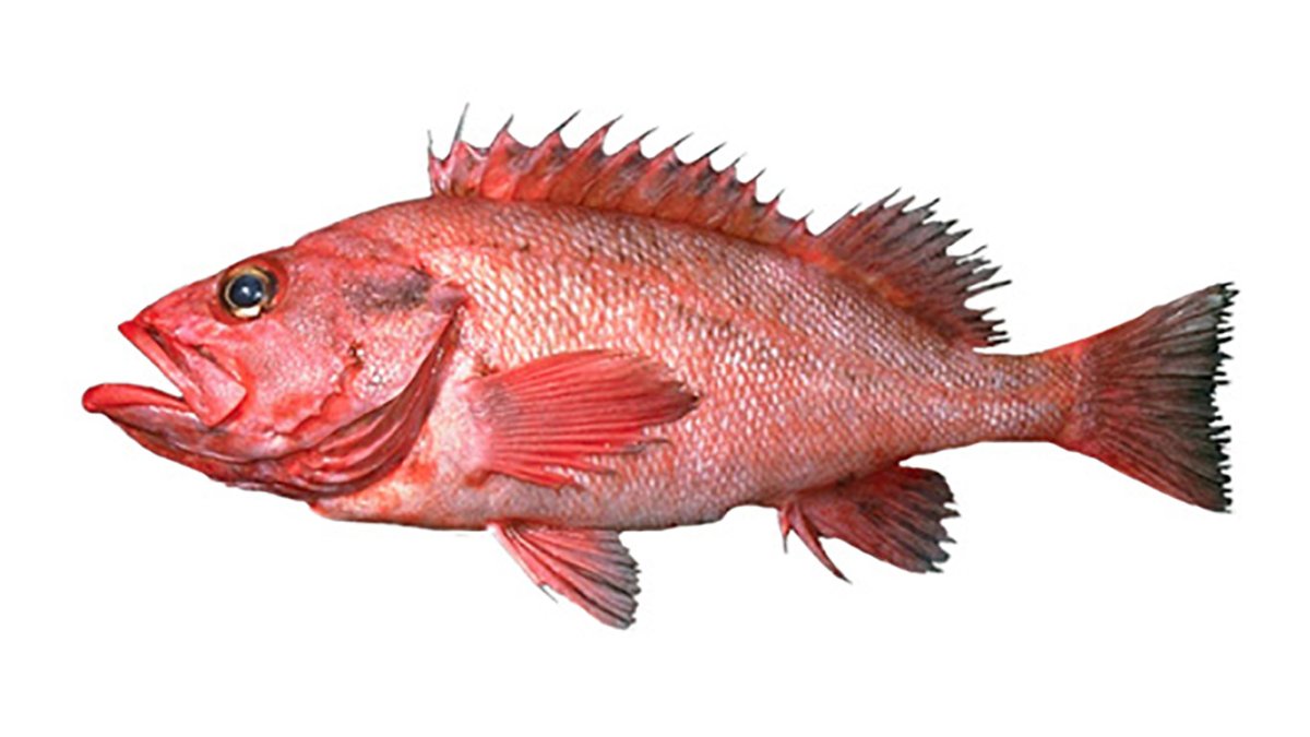 Sebastes aleutianus