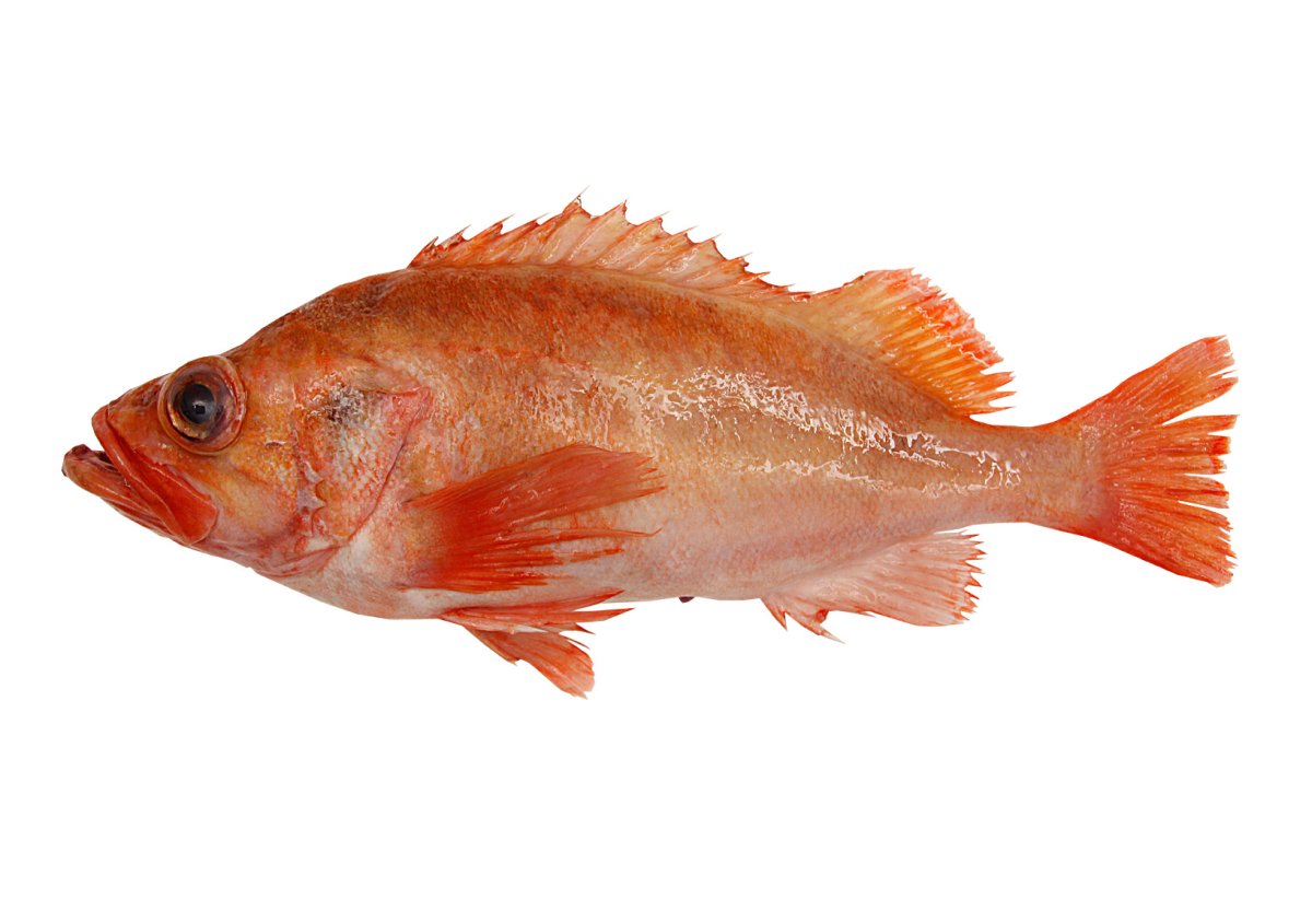 Тиляпия красная Red Tilapia