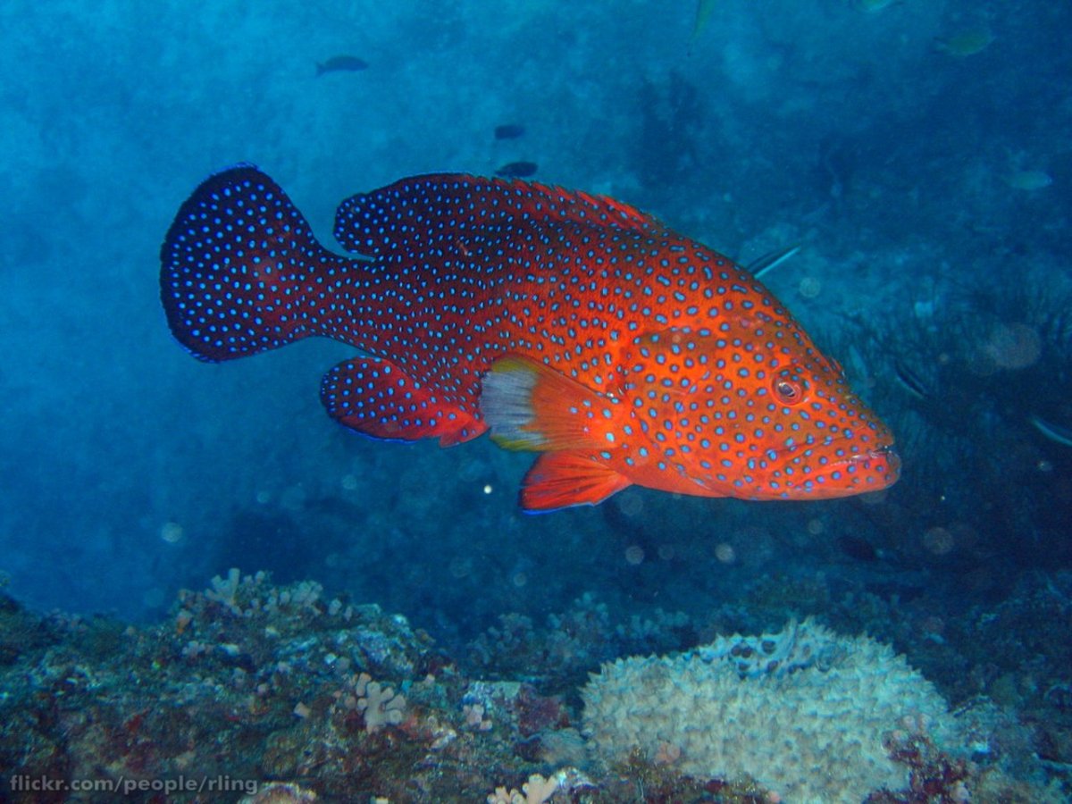 Морской окунь Групер