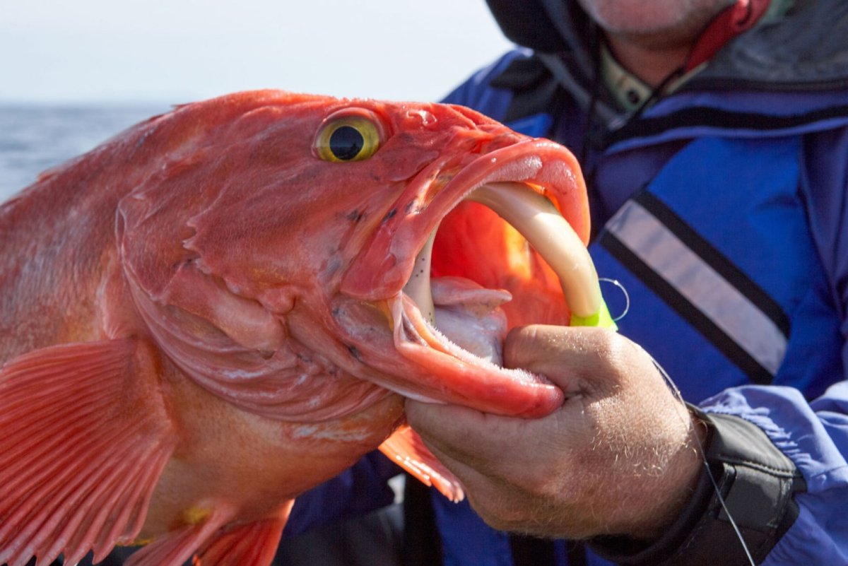 Морской окунь с человеческими зубами