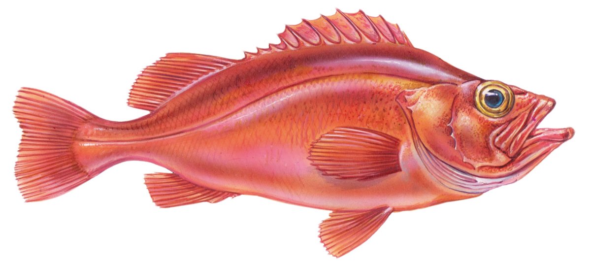 Redfish рыба