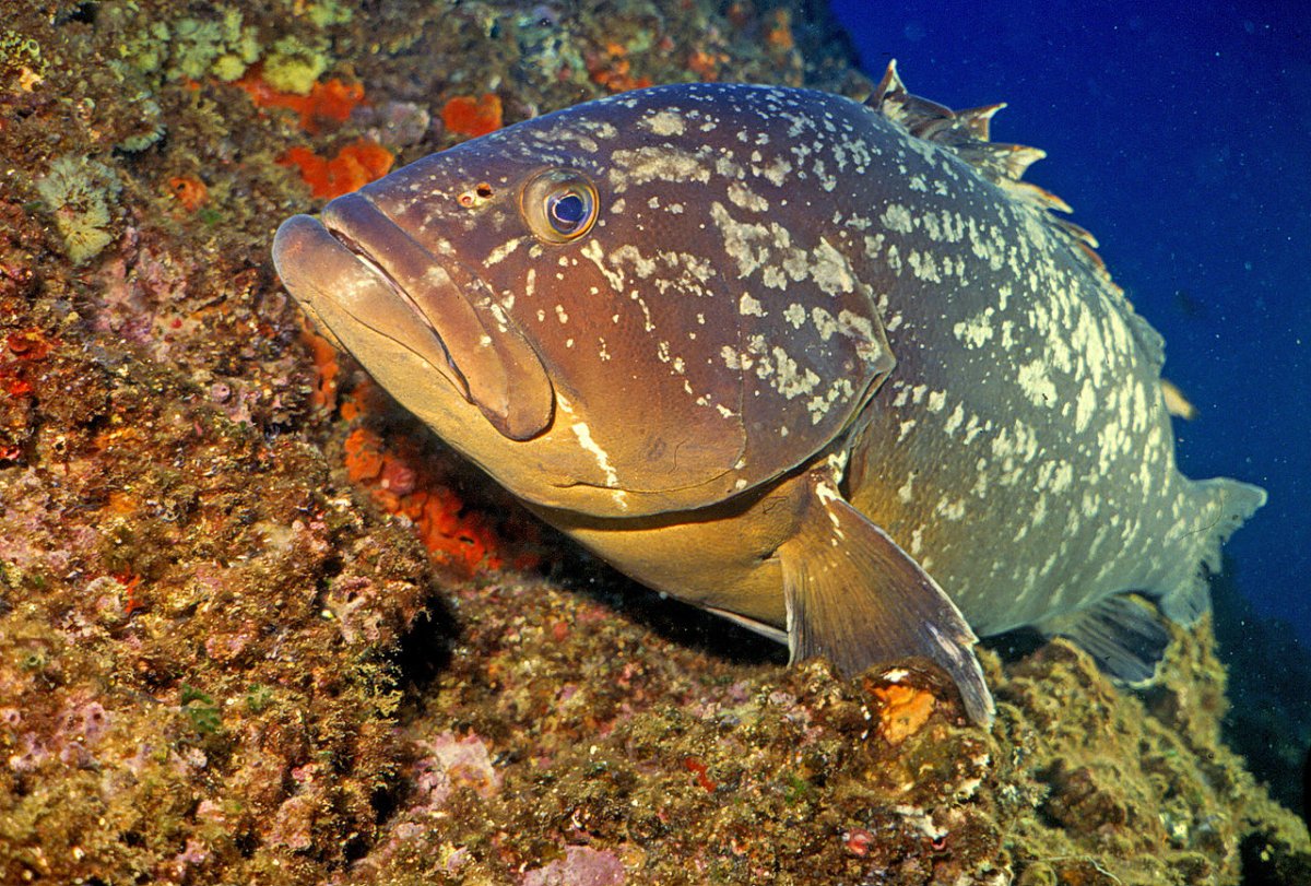 Epinephelus marginatus