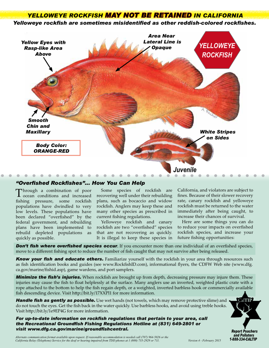 Окунь клювач