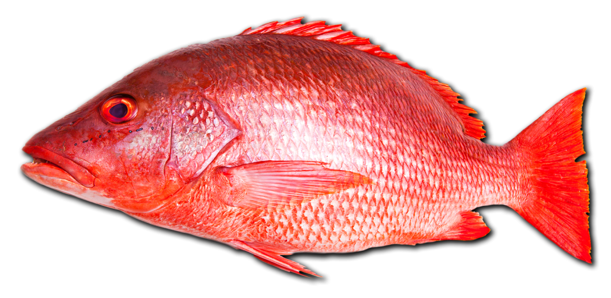 Морской окунь тилапия