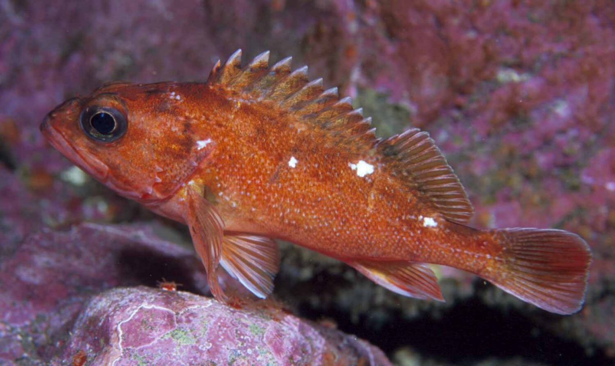 Окунь морской клювач