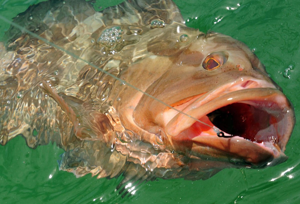 Глубоководный окунь на Аляске