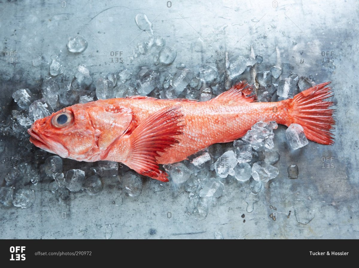 Окунь Тихоокеанский (Тихоокеанский клювач)-Sebastes Alutus