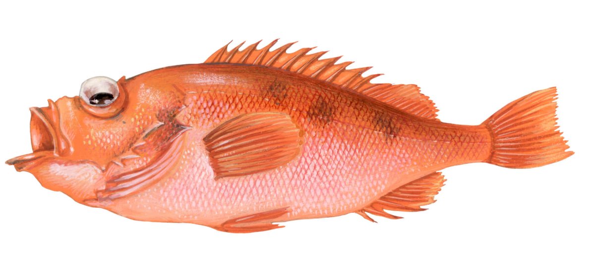 Морской окунь малек