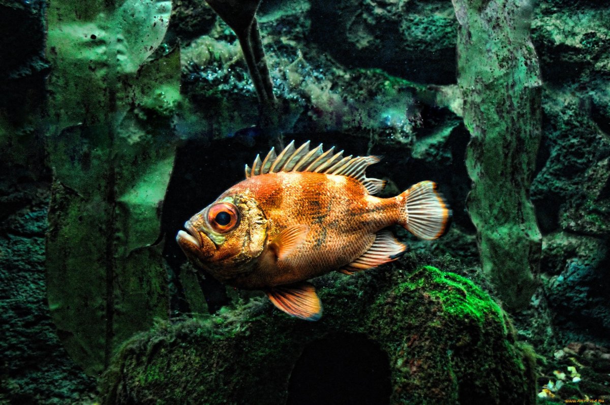 Рифовый окунь