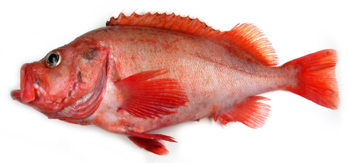 Окунь морской клювач