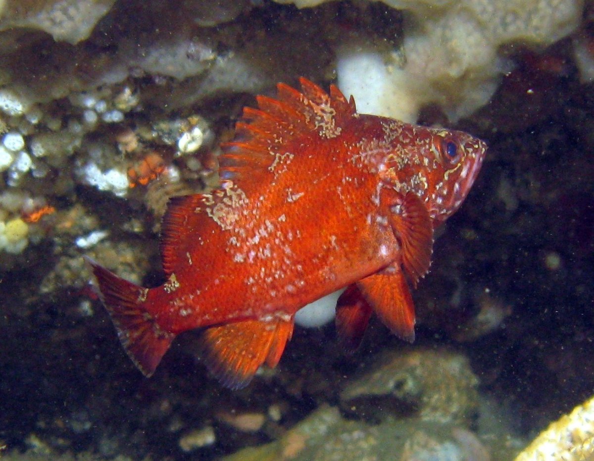 Sebastes aleutianus