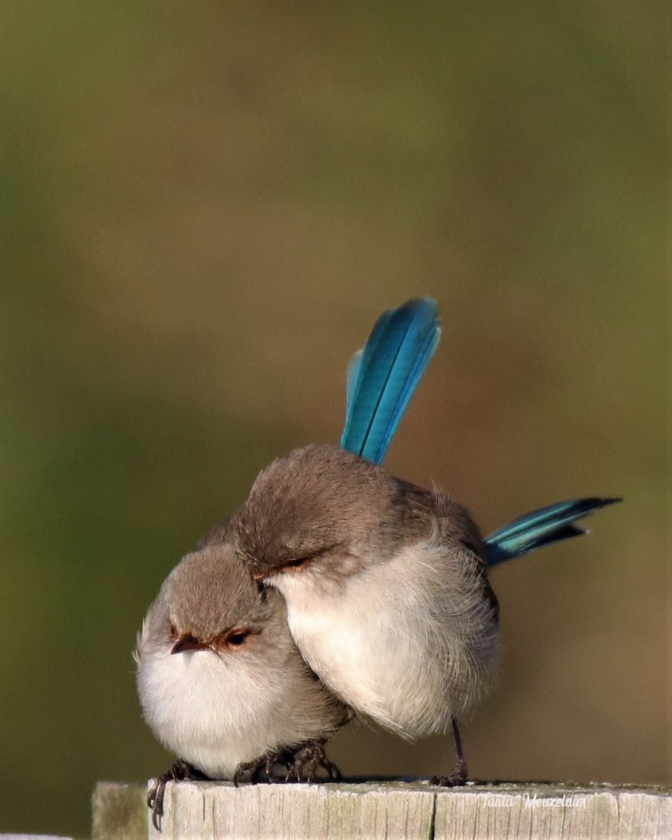 Птичка мозгоклюй