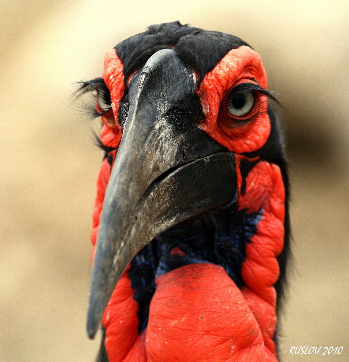 Сумасшедшие птички