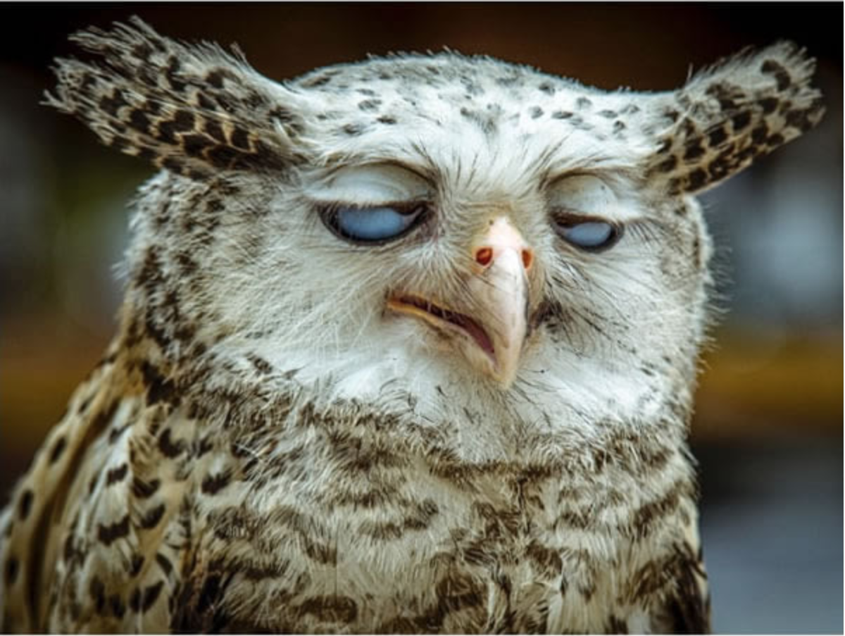 Смешные Совы