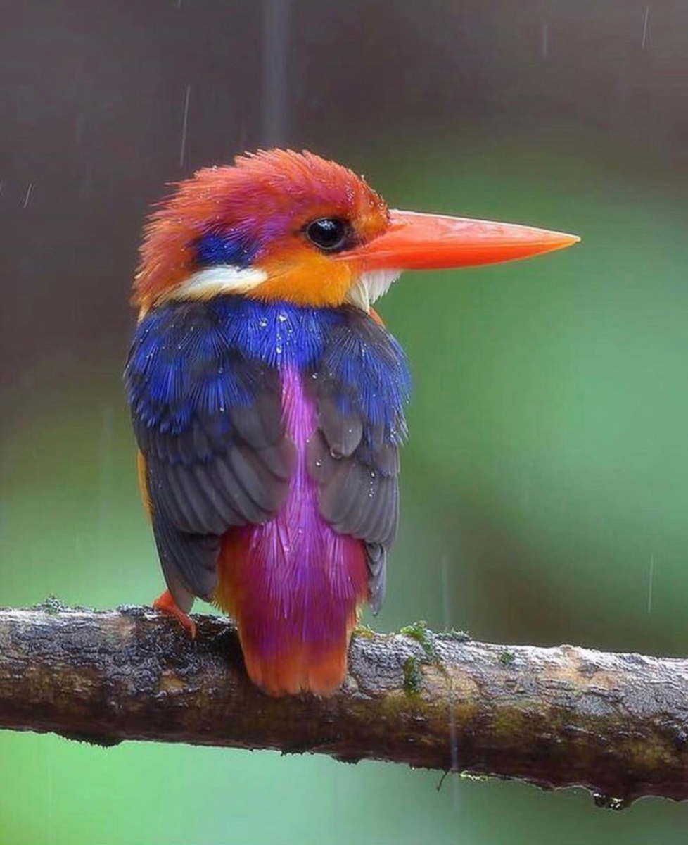 Яркая птица с сиреневым горлышко красным клювом