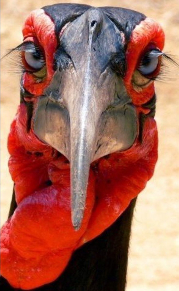 Птица мозгоклюйка