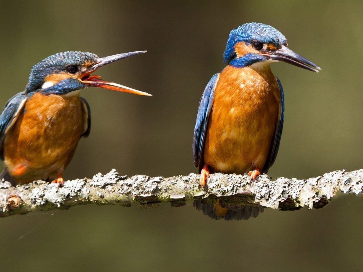 Забавные птицы фото