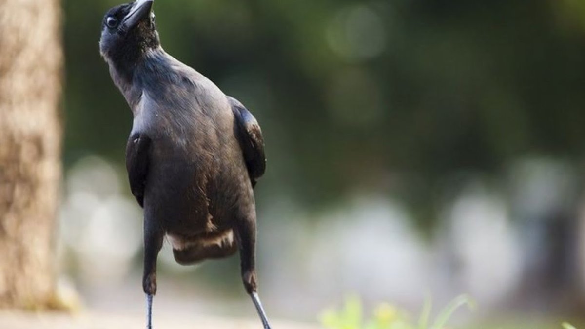 Сонная Сова