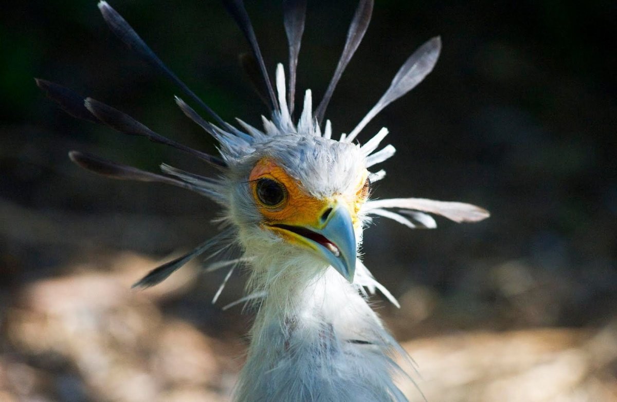 Забавные птенцы