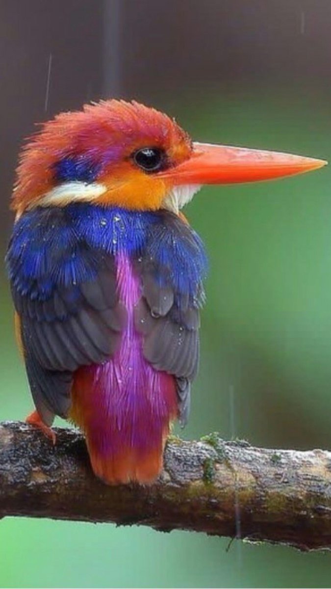 Птичка мозгоклюйка