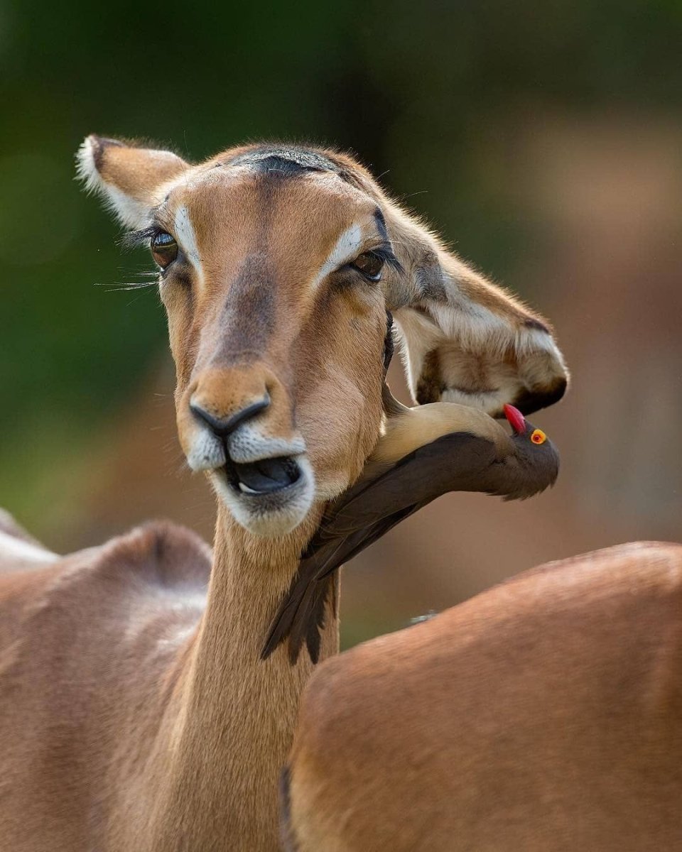 Канарейка смешная