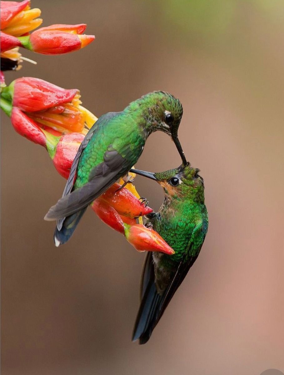 Пчелиная птичка зунзунито