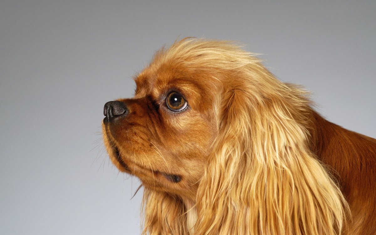 Английский кокер-спаниель