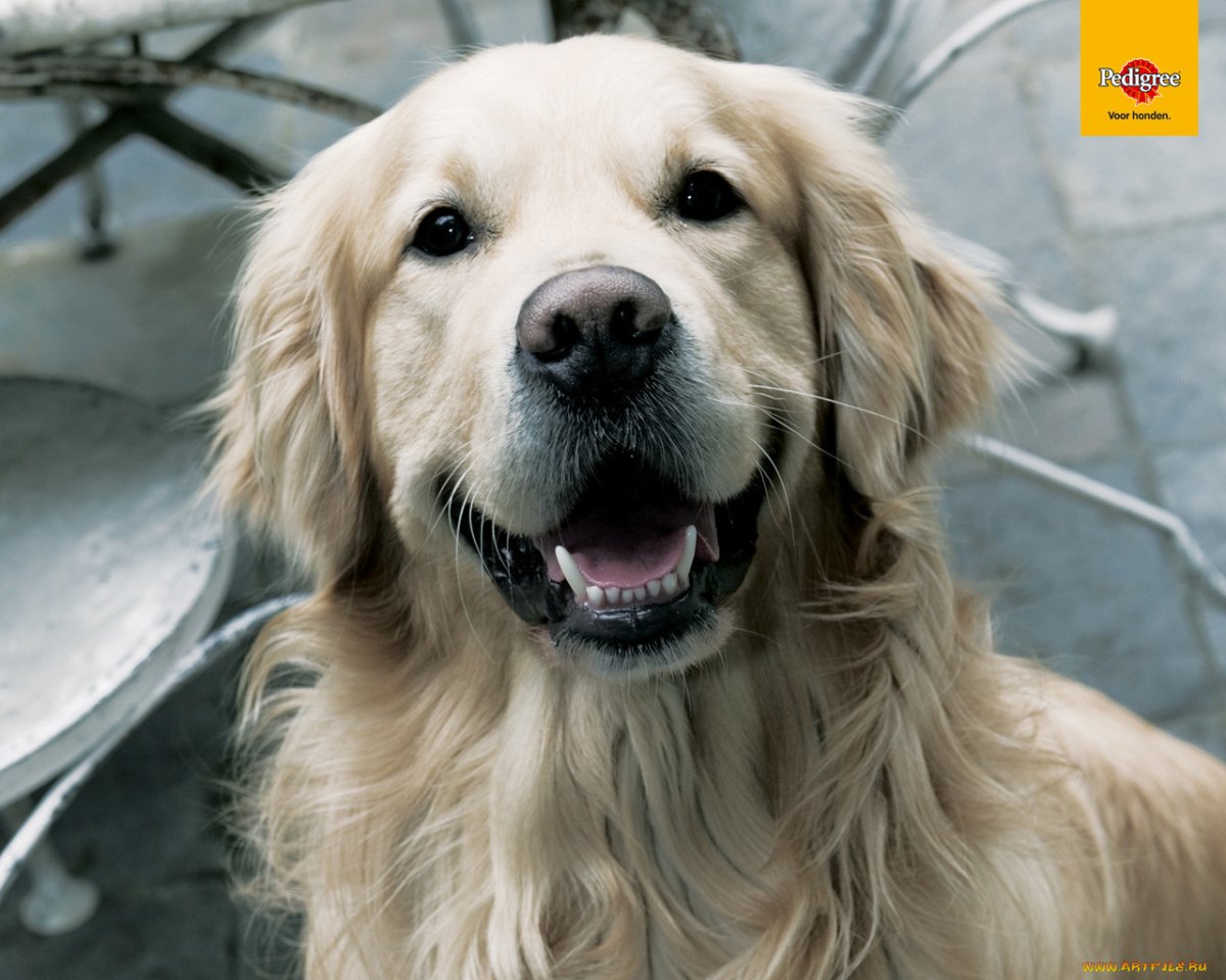 Ирландский сеттер черный