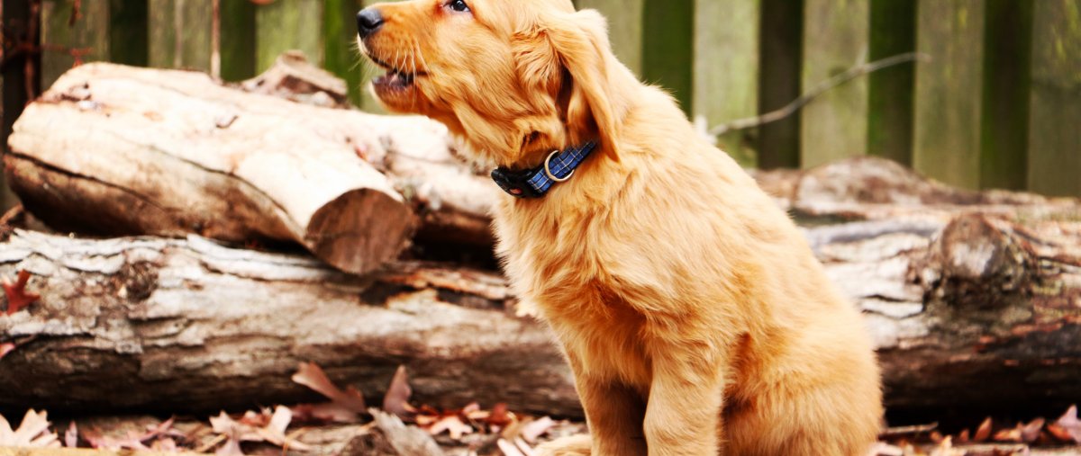 Робот Чаппи арт