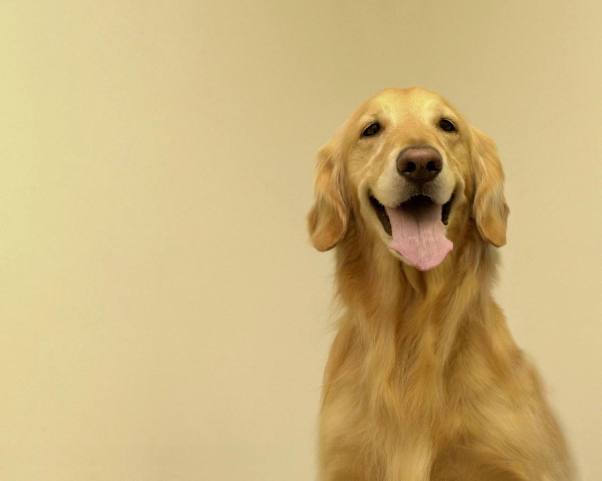 Собака ирландский сеттер