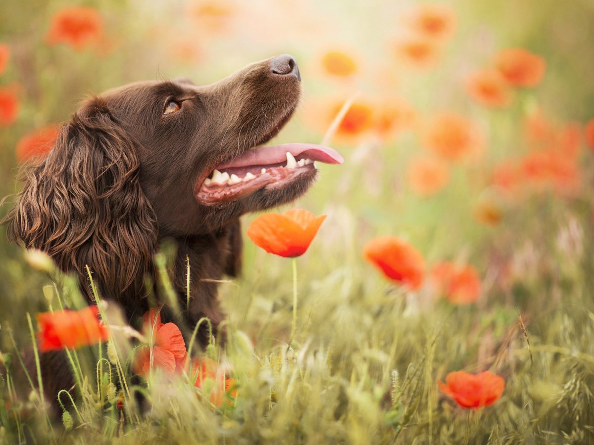 Ирландский красный сеттер