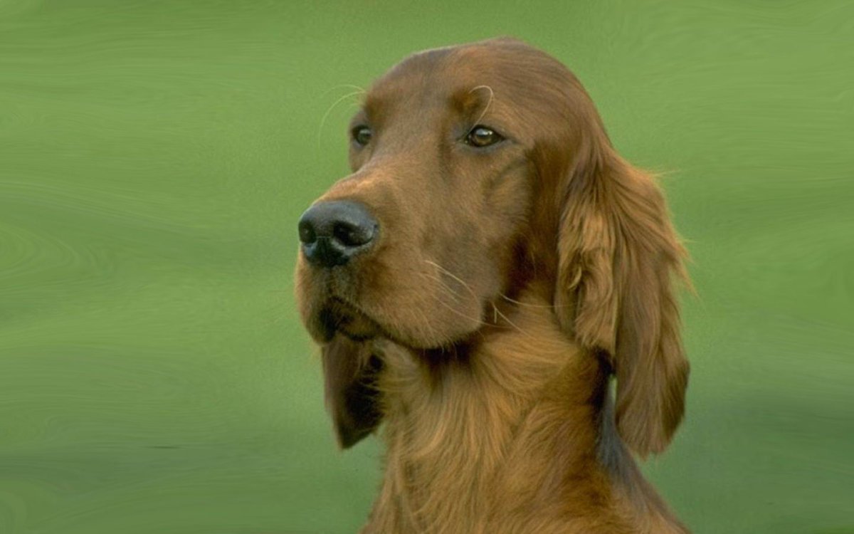 Ирландский сеттер Чаппи собака Чаппи