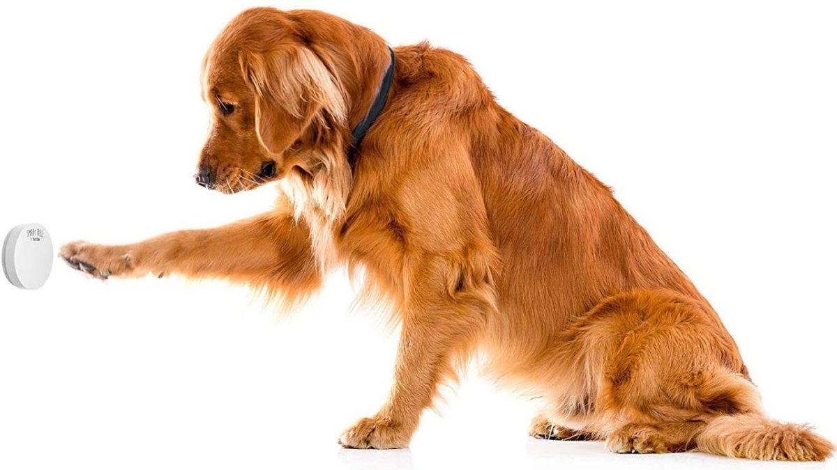 Ирландский красный сеттер