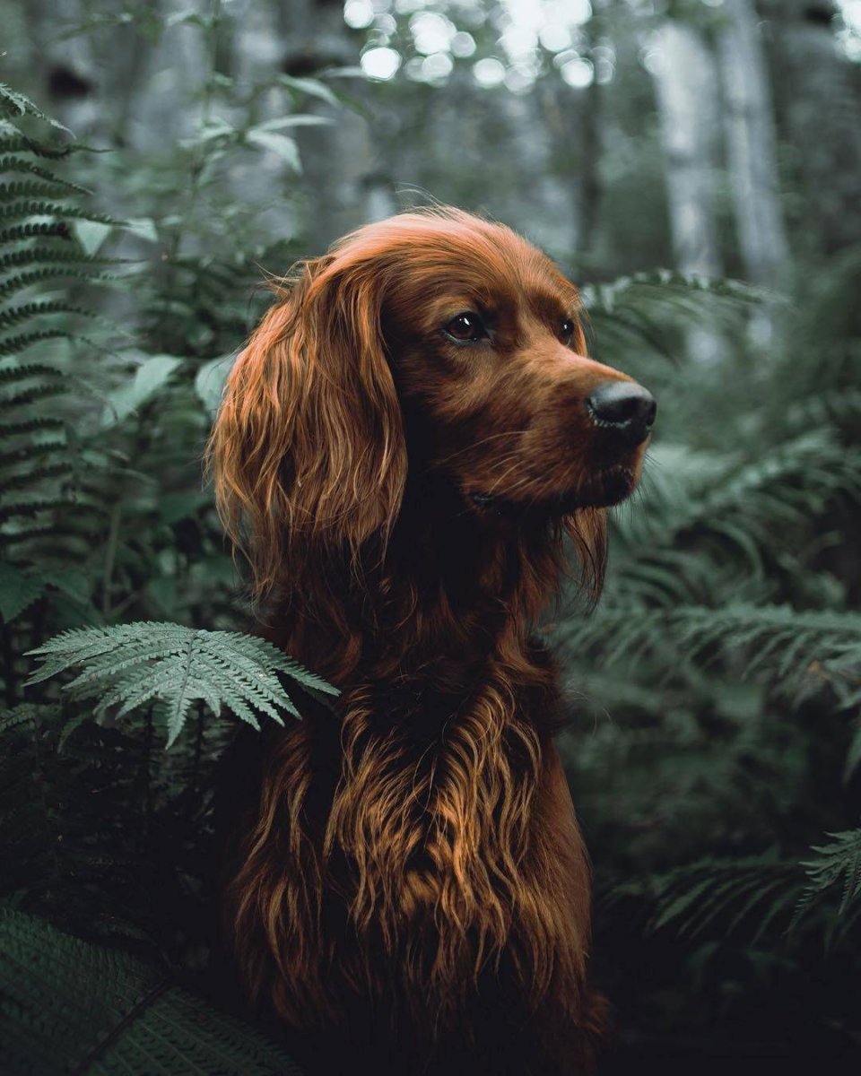 Die antwoord робот Чаппи