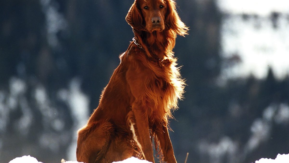 Фильм про робота Чаппи