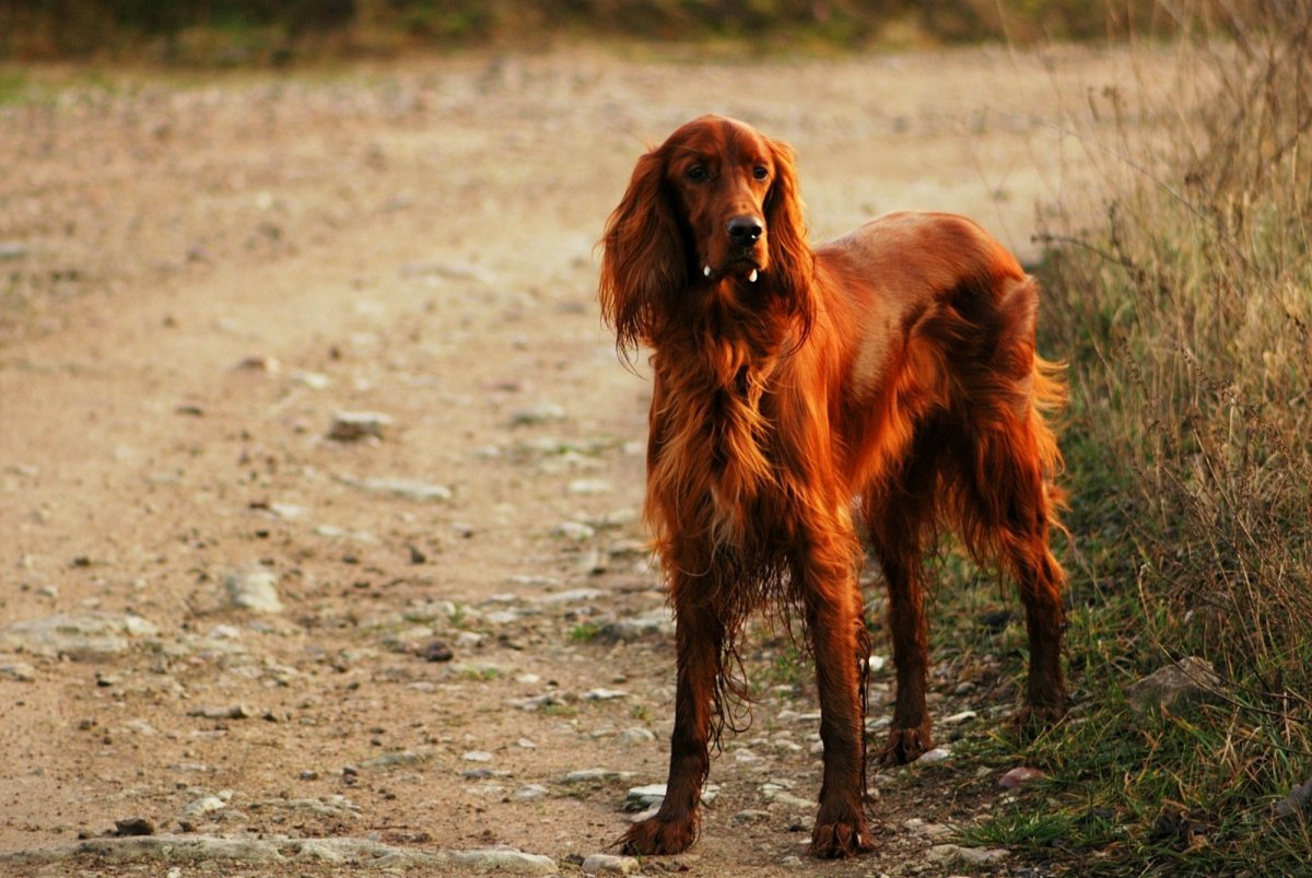 Ирландский сеттер (Irish Setter)