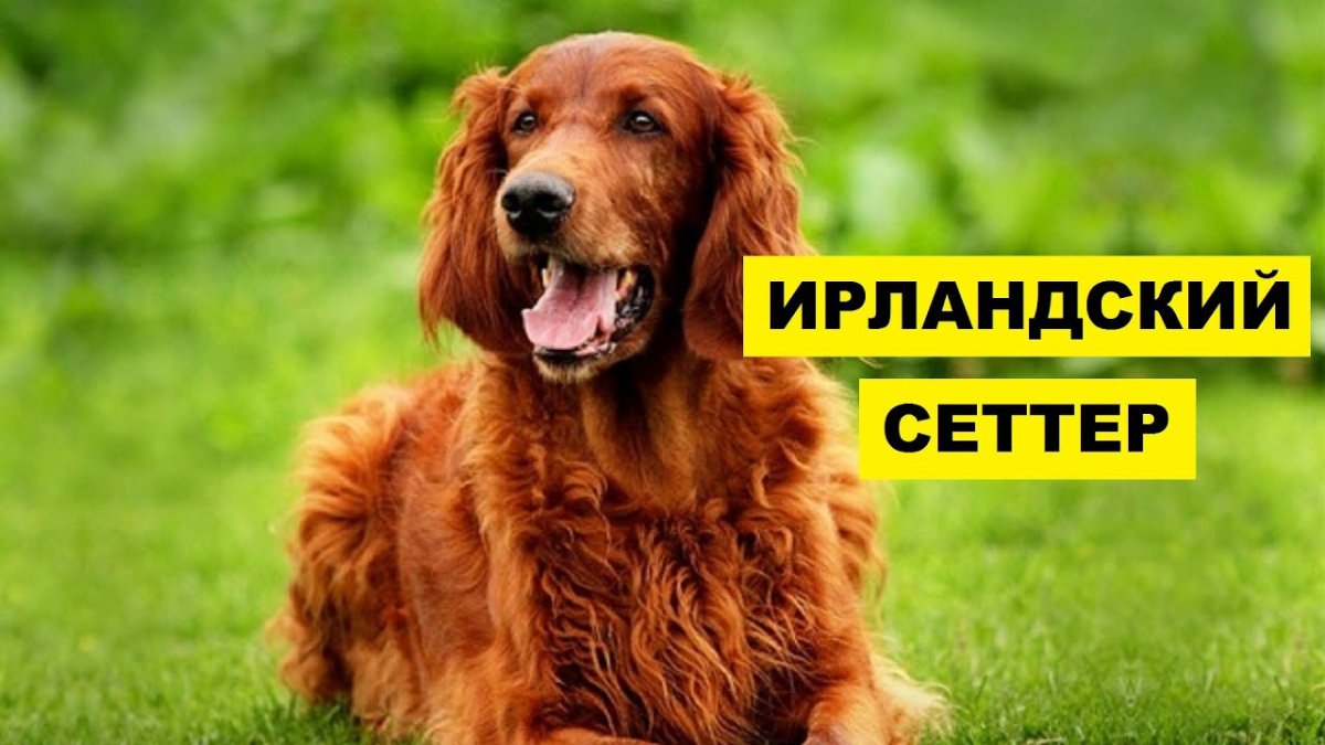 Ирландский сеттер