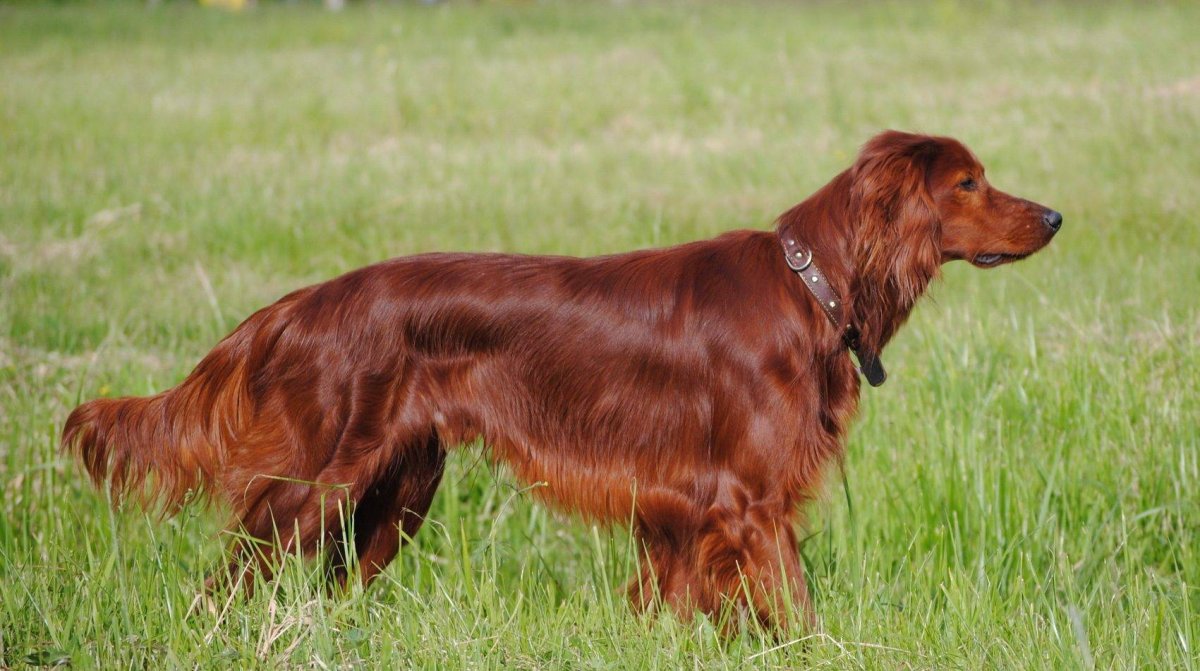 Ирландский сеттер