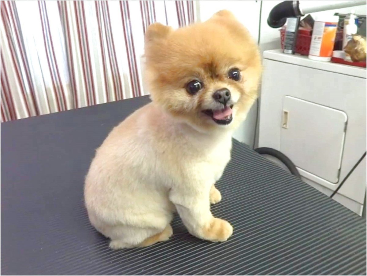 Смешные стрижки шпицев