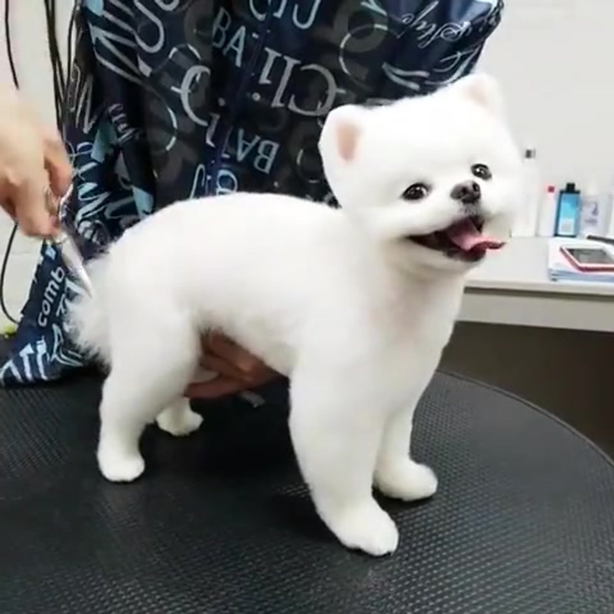 Померанский шпиц БОО