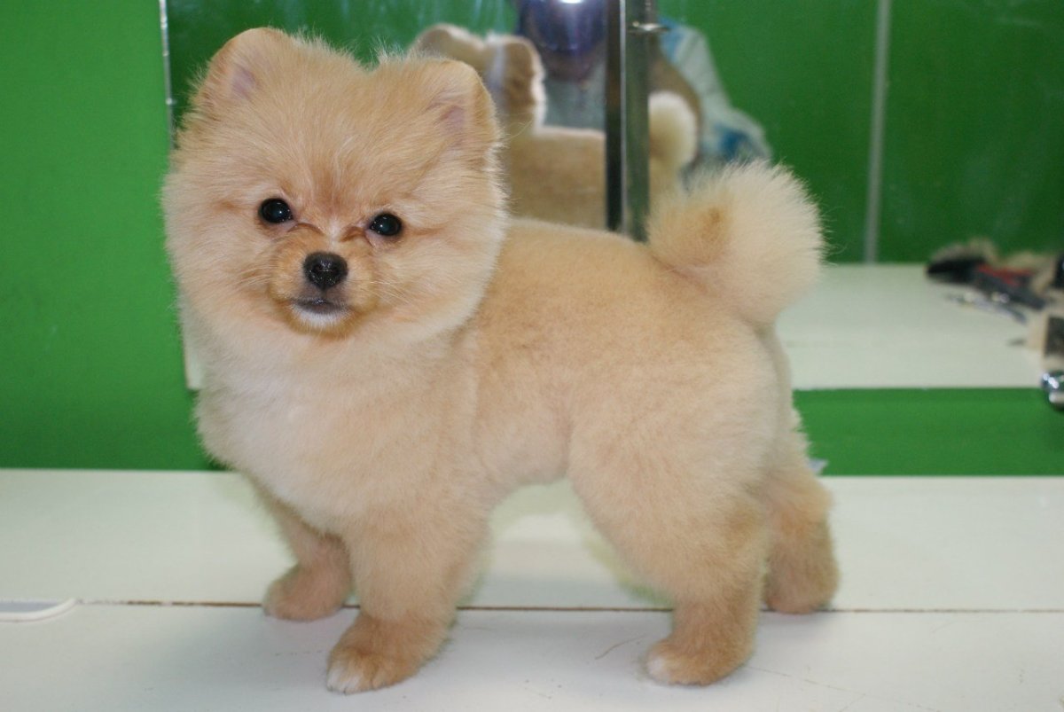 Кремовый померанский шпиц стрижка