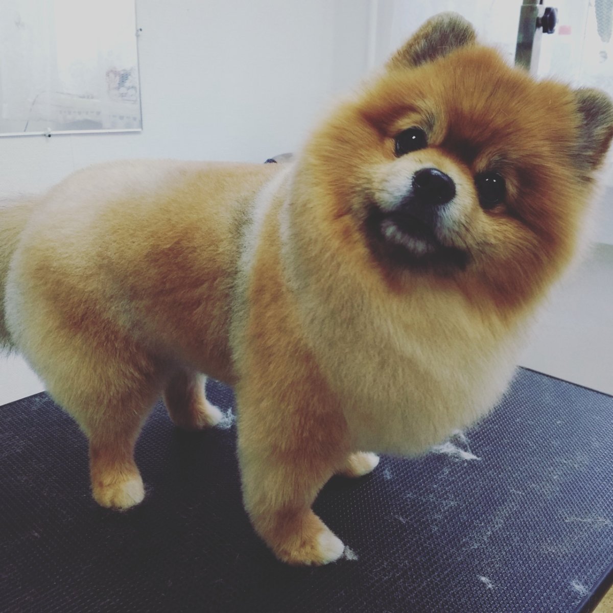 Померанский шпиц подстриженный