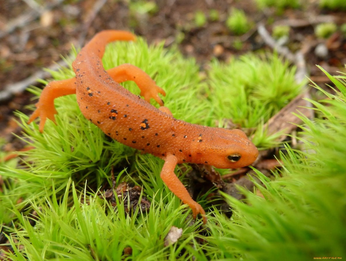 Саламандра ящерица оранжевая