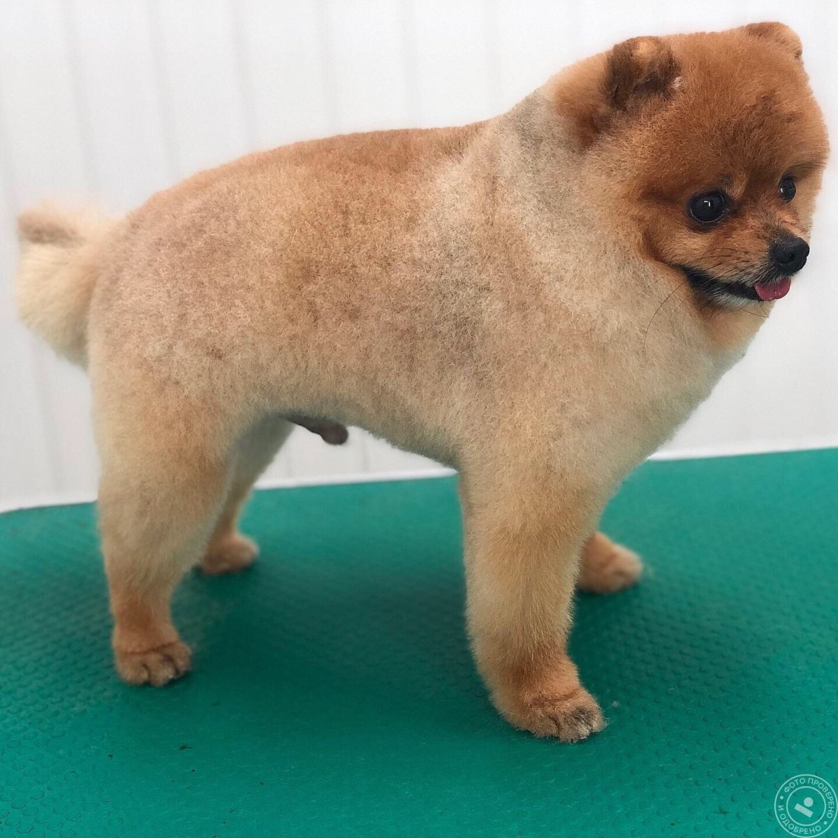 Стрижка шпица померанца