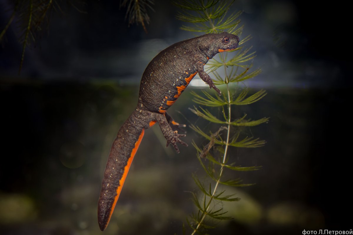 Огненнобрюхий Тритон
