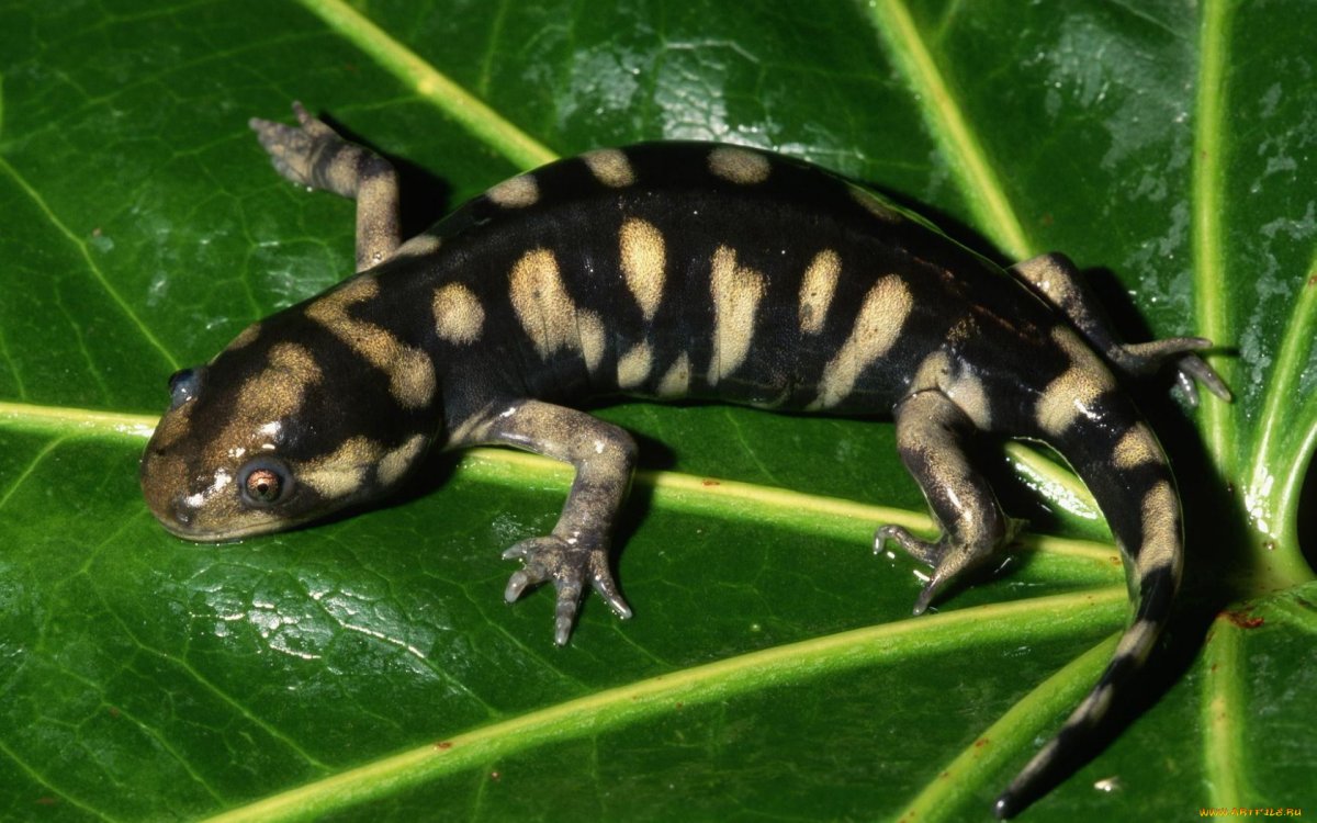 Саламандры тритоны ящерицы