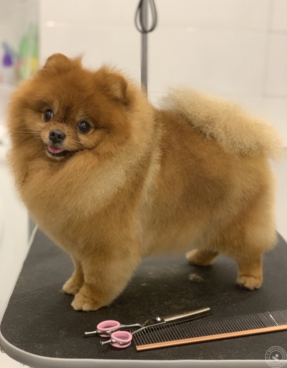 Шпиц померанский карликовый стриженный