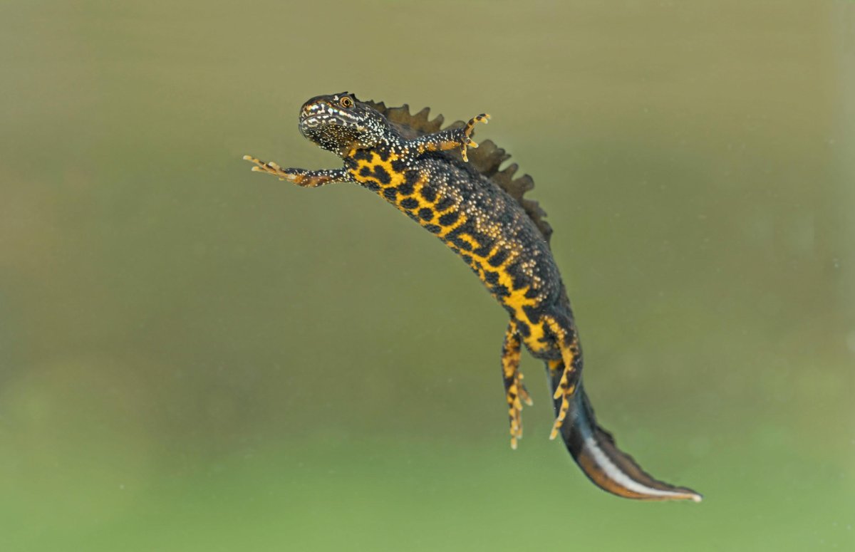 Королевский гребенчатый Тритон